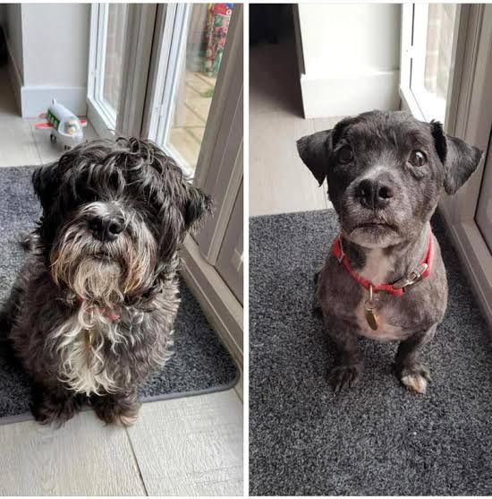 Chien avant et après le toilettage
