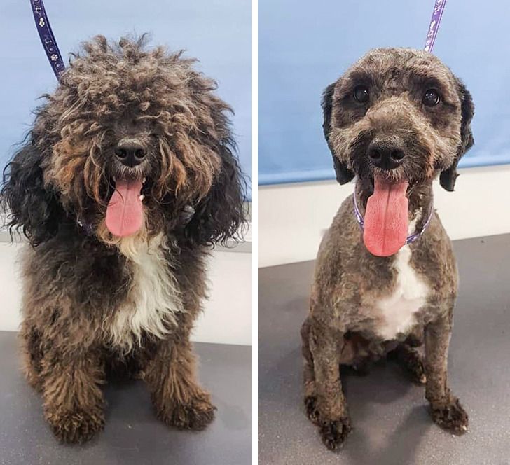 Chien avant et après la tonte