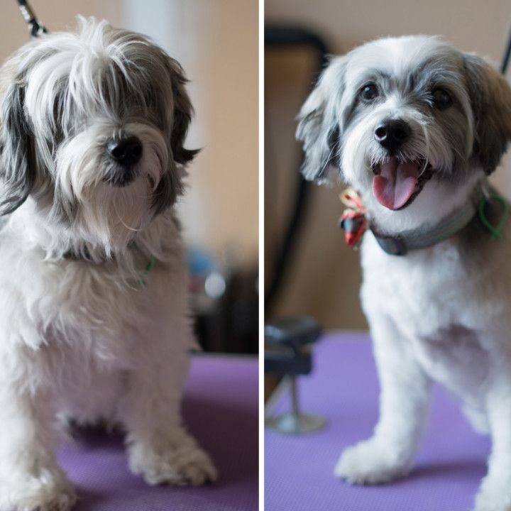 Chien avant et après le bain et démêlage