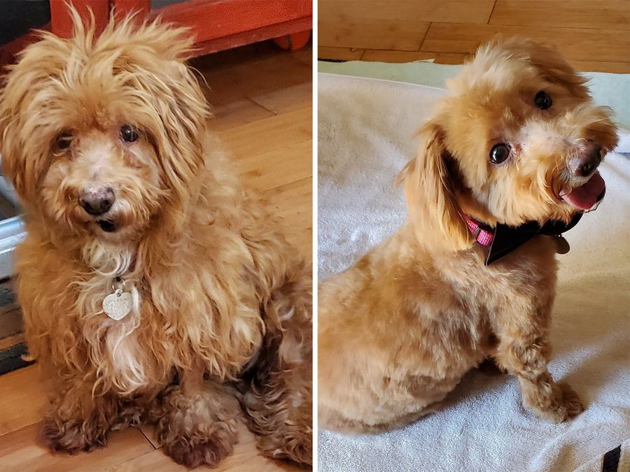 Chien avant et après le forfait complet