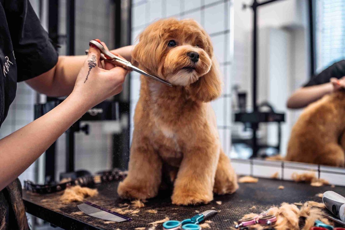 Toilettage d'un chien en douceur, aux ciseaux