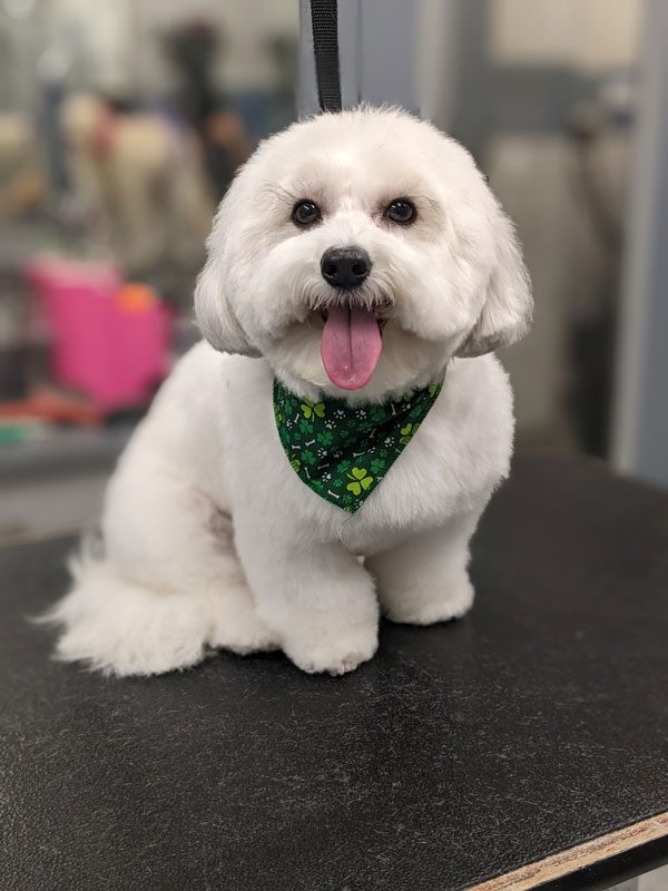 Petit chien tout propre et heureux après son toilettage